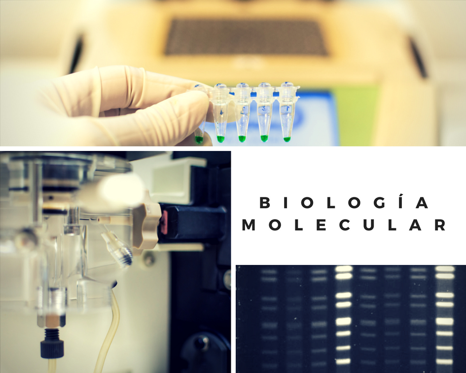 biologia molecular_5